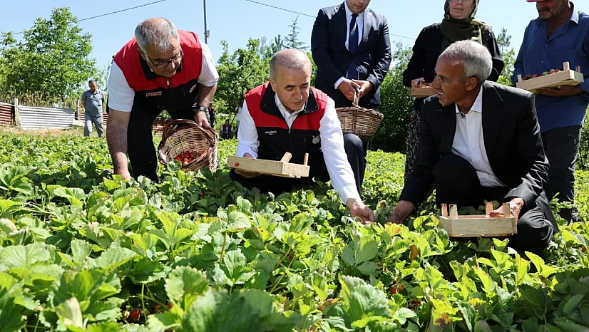 Vali Hatipoğlu Çilek Tarlasında Hasada Katıldı