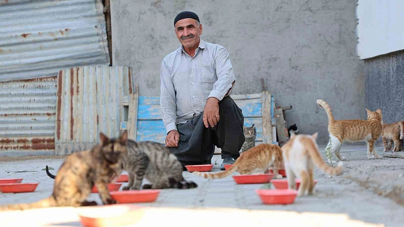 Elazığ'da 62 Yaşındaki Hayvansever, Her Akşam 50 Kediyi Besliyor