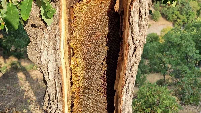 Ağacın Gövdesini Açınca Petek Petek Bal Çıktı