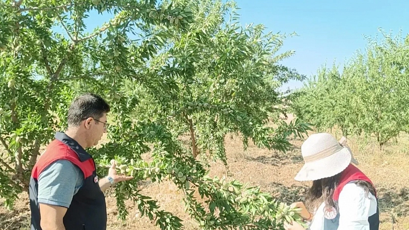 Badem Bahçelerinde Hastalık ve Zararlılara Karşı Denetim