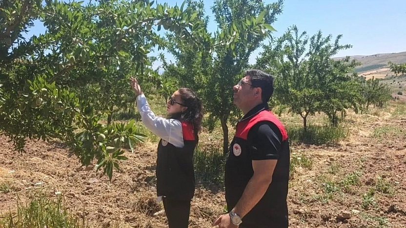 Badem Bahçelerinde Hastalık ve Zararlı Denetimi Yapıldı