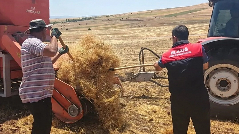 Ağın'da Mercimek Tohumluklarında Denetimler Sürüyor