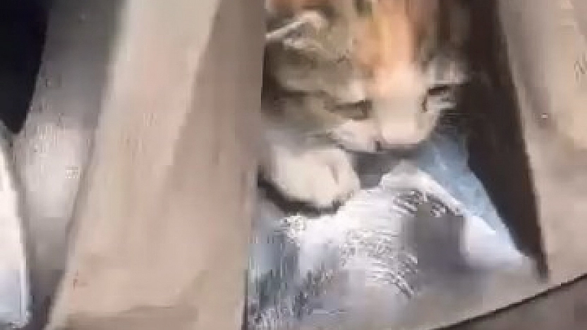 Aracın Tekerine Sıkışan Kediler Kurtarıldı