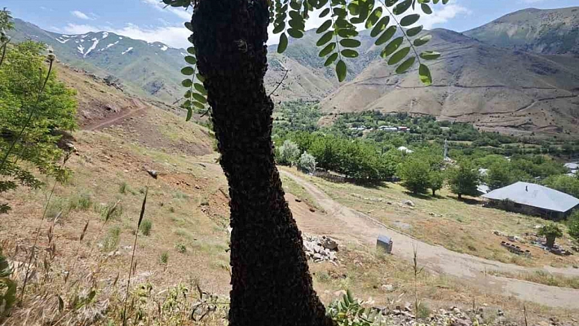 Arılar Ağaçta Oğul Verdi: Dallar Arıların Ağırlığıyla Eğildi