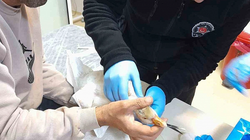 Yaralı Yavru Kaza Hastanede Şefkat Eli Uzandı