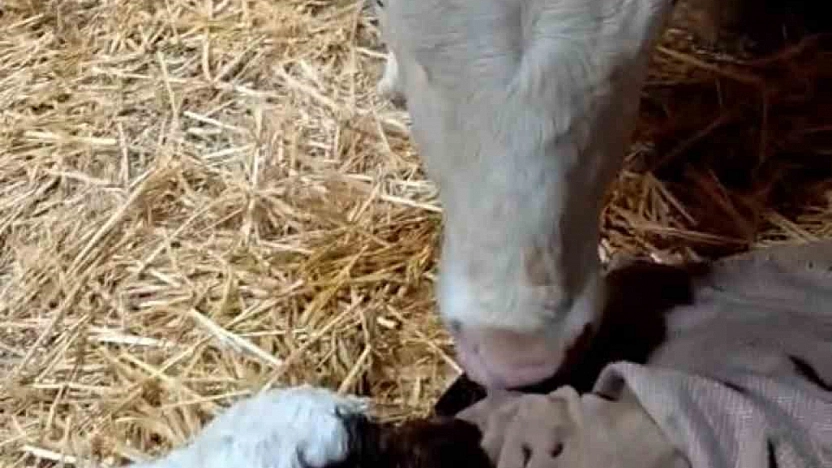 Bayram Sabahı Doğan Buzağı Sevinçle Karşılandı