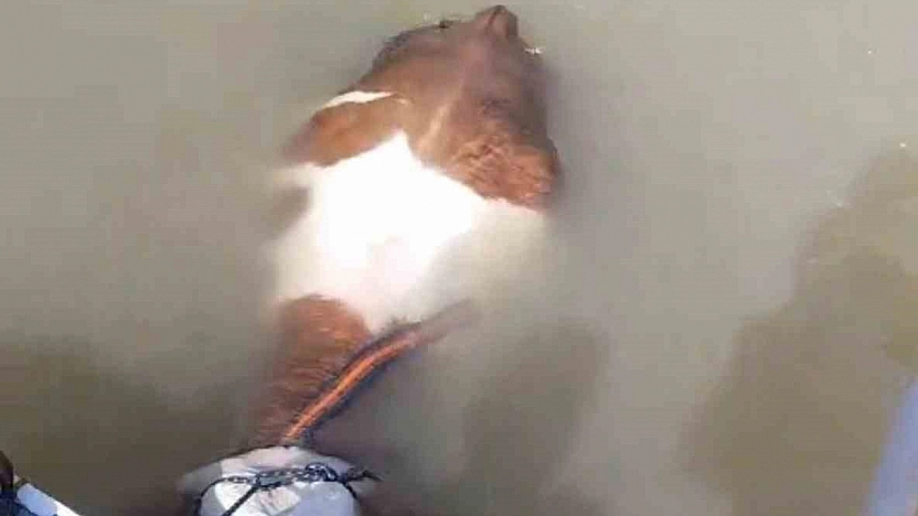 Balık Tutmaya Gittiler, Tosun Yakaladılar