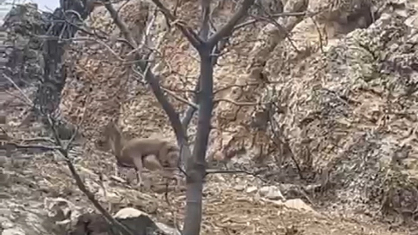 Yaban Keçisinin Azmi Görenleri Hayran Bıraktı