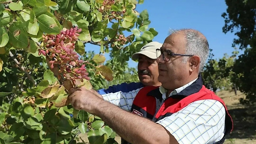 Elazığ'da Antep Fıstığı Bereketi: 38 Bin Ton Rekolte Beklentisi