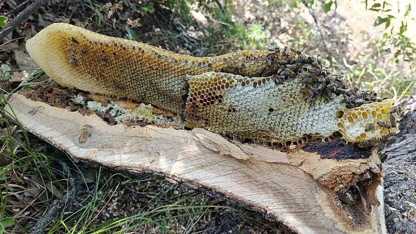 Elazığ'da Ağaç Kovuğunda Bal Bereketi: Kilo Kilo Bal Çıktı