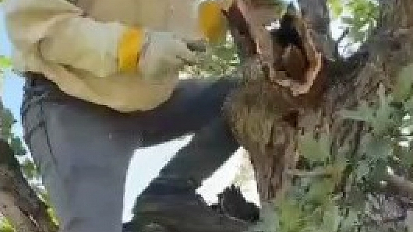Ağacın Gövdesinden Çıkan 3 Kilo Bal Şaşırttı
