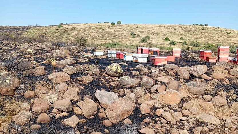 Elazığ'da Çıkan Arazi Yangını Arıcılara Zarar Verdi