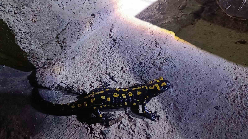 Elazığ'da Nadir Görülen Benekli Semender Görüntülendi