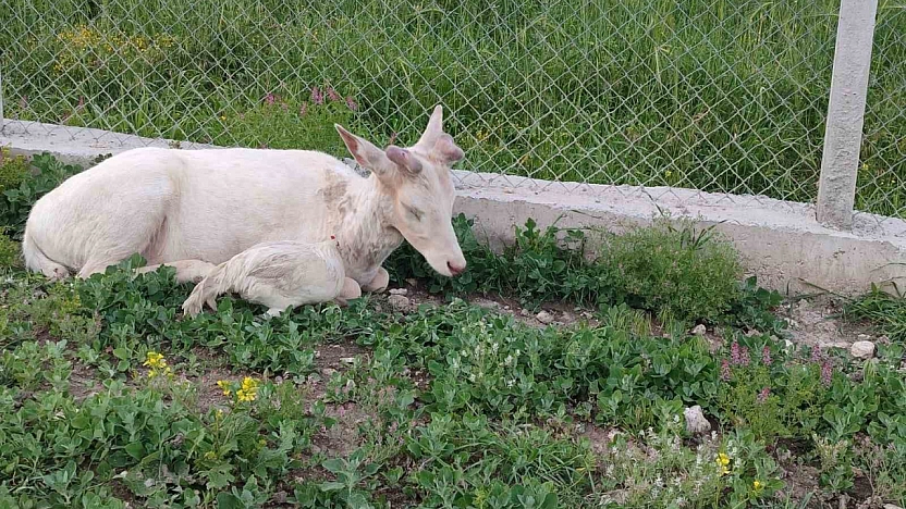 Beyaz Ala Geyik Koyunların Arasında Ortaya Çıktı