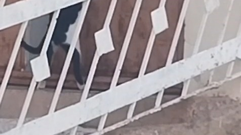 Elazığ'da Şaşırtan Anlar: Kedi Kapıyı Açıp Eve Girdi