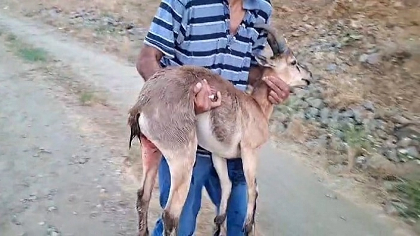 Elazığ'da Köpeklerin Saldırdığı Dağ Keçisini Kucağında Taşıdı