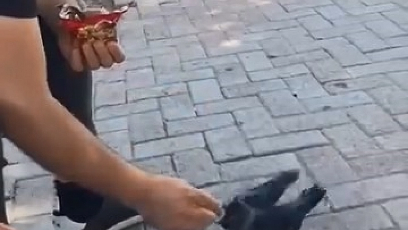 Elazığ'da Kargayı Eliyle Besledi, O Anlar Kamerada