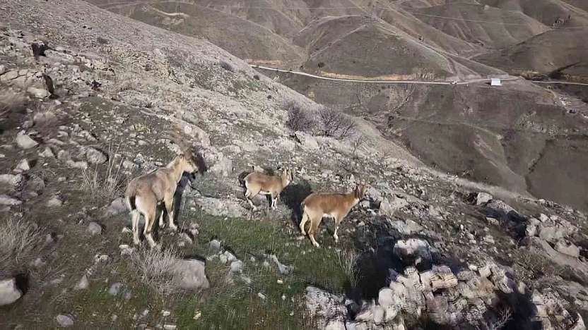 Elazığ'da Dağ Keçileri Havadan Görüntülendi