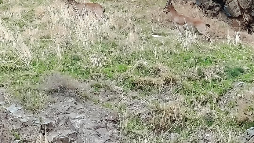 Elazığ'da Dağ Keçileri Doğal Yaşam Alanlarında Görüldü