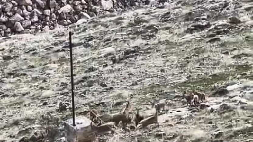 Elazığ'da Sürü Halinde Dağ Keçileri Görüntülendi