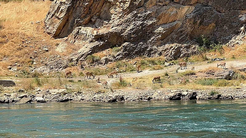 Elazığ'da Dağ Keçileri Sürü Halinde Görüntülendi