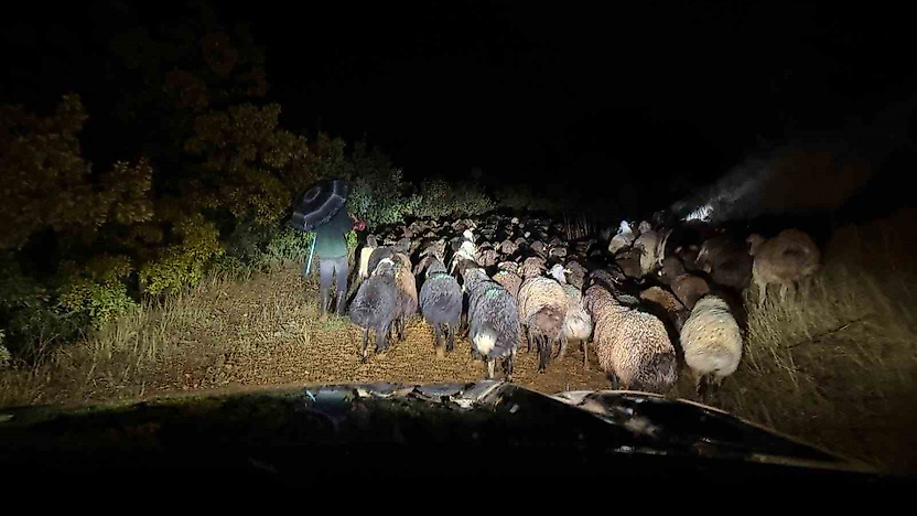 Elazığ'da Mahsur Kalan Çoban ve 200 Küçükbaş Hayvan Kurtarıldı