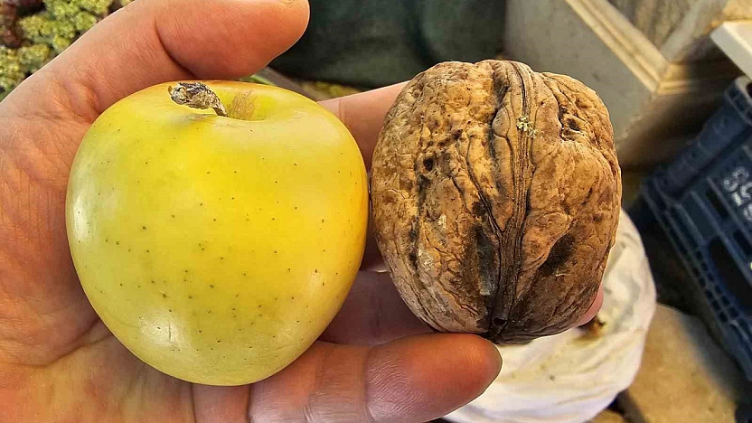 Elazığ'da Dev Cevizler Görenleri Şaşırtıyor