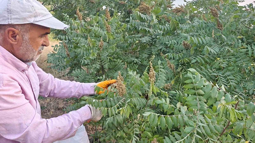 Kebapların Vazgeçilmezi Sumağın Elazığ'da Hasadı Başladı