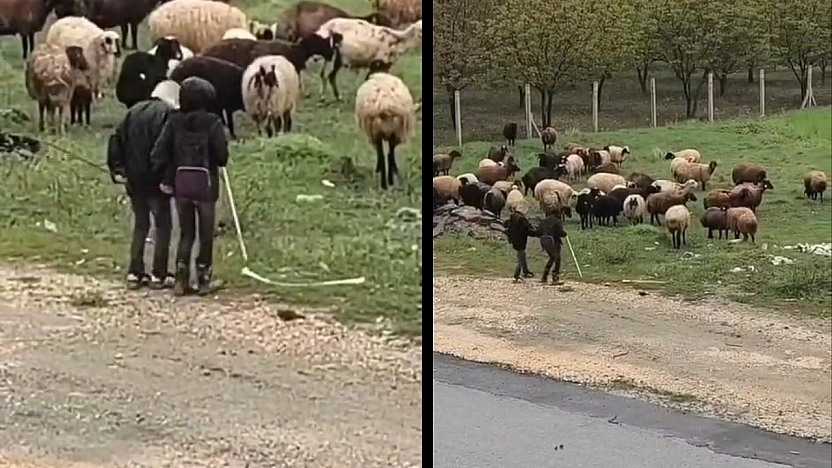Elazığ'da Küçük Çobanlardan Sürü Başında Halay