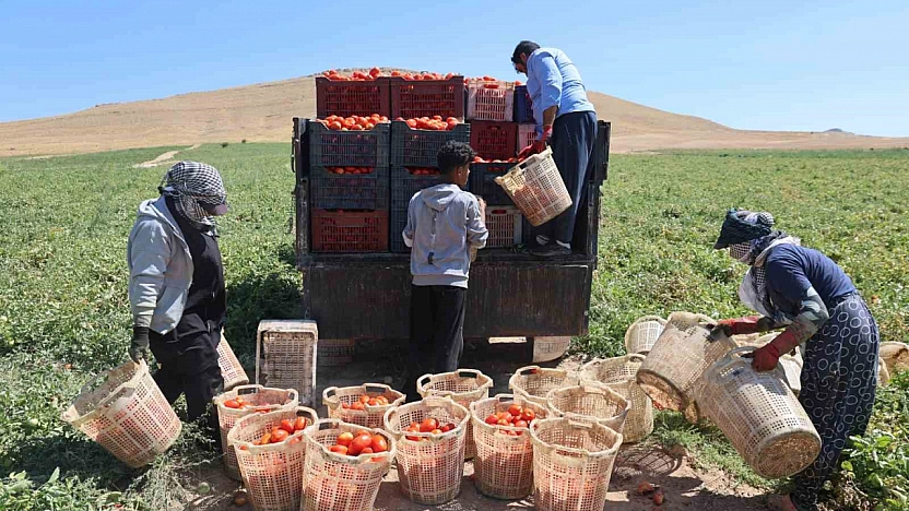 Mevsimlik İşçilerin Elazığ'da Ekmek Mücadelesi Sürüyor