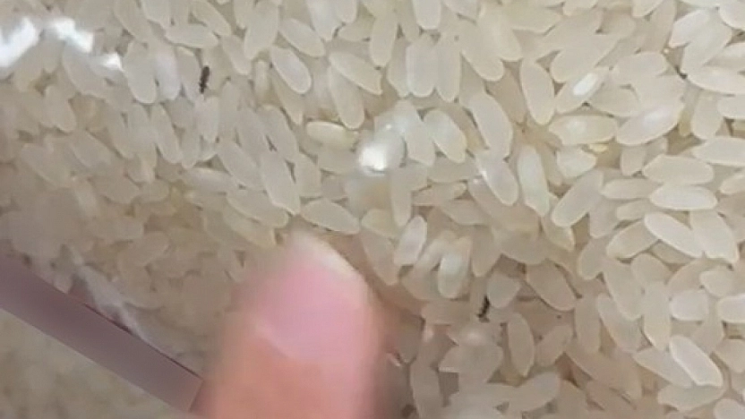 Elazığ'da Şaşırtan Görüntü: Paketli Pirincin İçinden Böcek Çıktı