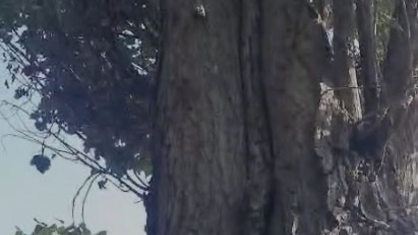 Elazığ'da Sincapların Ceviz Mesaisi Gülümsetti