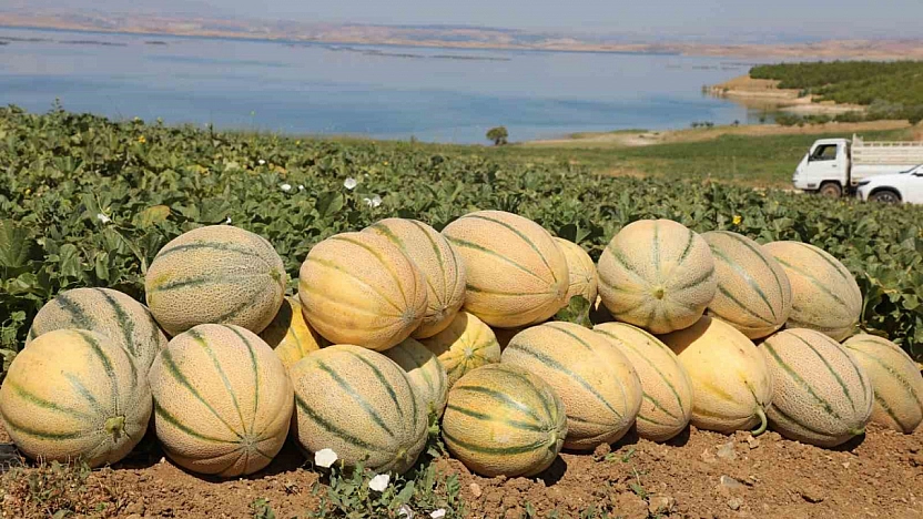 Elazığ'da Kavun Bereketi: Yaklaşık 20 Ton Hasat Bekleniyor
