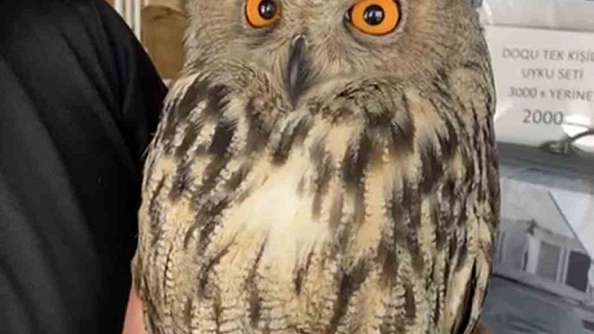 Elazığ'da Yaralı Puhu Kurtarıldı