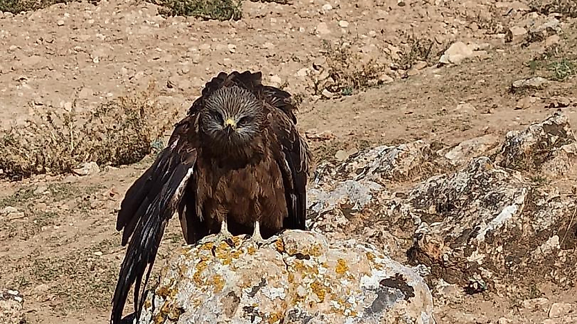 Elazığ'da Yaralı Çaylak Kuşu Koruma Altına Alındı
