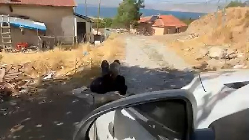 Elazığ'da Yaşlı Adam Zincirle Ağaca Bağlandı: Görüntüler Kamerada