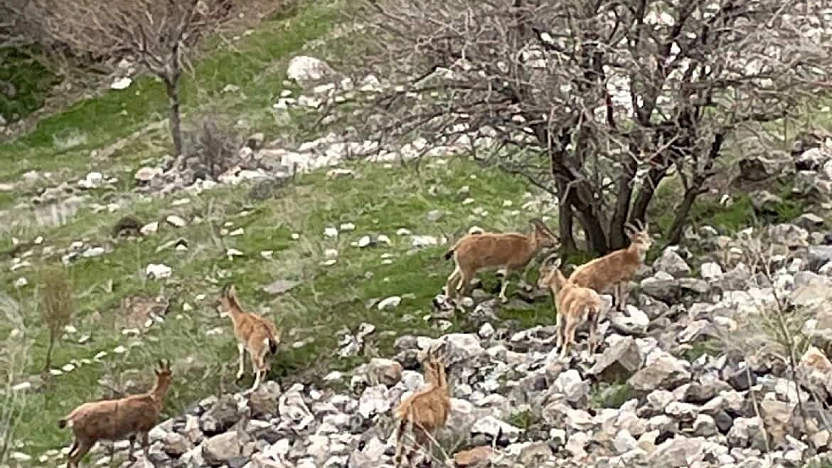 Harput'ta Dağ Keçileri Kameralara Yansıdı