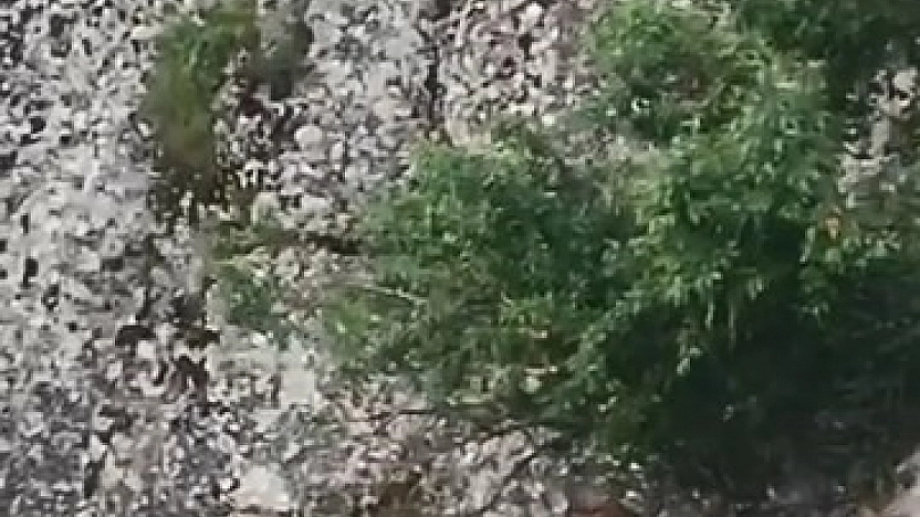 Elazığ'da Tarihi Bölgede Dağ Keçileri Kameraya Yansıdı