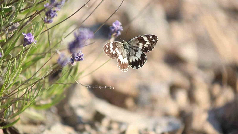 Harput'ta Lavanta Tarlaları Kelebeklerle Renklendi