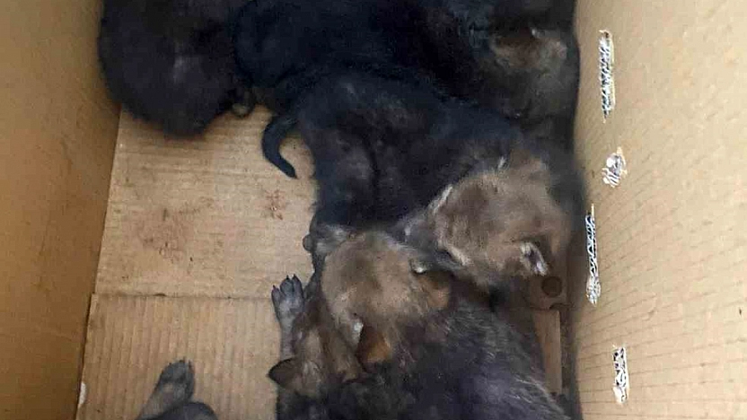 Karakoçan'da Bulunan Yavru Kurtlar Korumaya Alındı