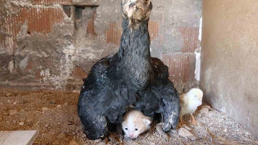 Yavru Kedi Kendini Anne Tavuğun Kanatları Altında Buldu