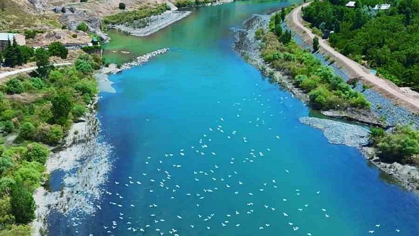 Martı Sürüsü Görenleri Hayran Bıraktı