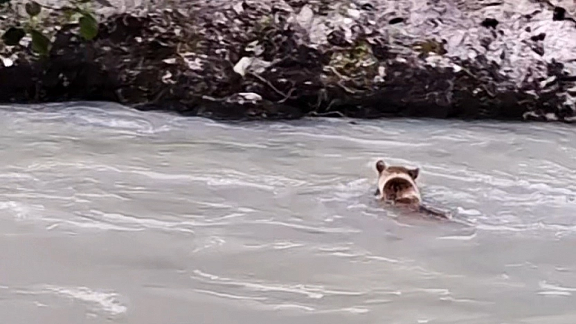 Ayının Munzur Nehri'ndeki Zorlu Yolculuğu Görüntülendi
