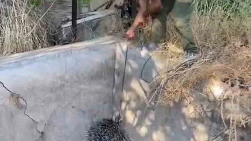 Nesli Tehlike Altındaki Oklu Kirpi Kurtarıldı