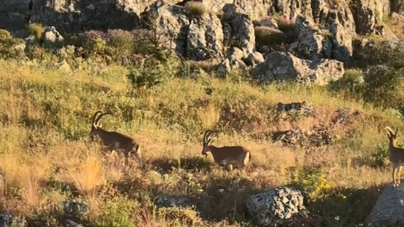 Harput'ta Dağ Keçileri Görüldü