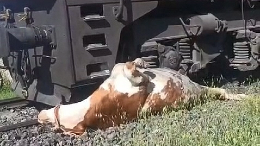 Tren Çarpan İneği Kurtarmak İçin Seferber Oldular
