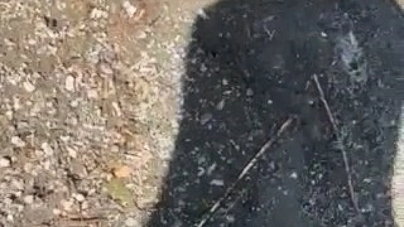 Yakaladığı Yılanla Arkadaşını Kovaladı