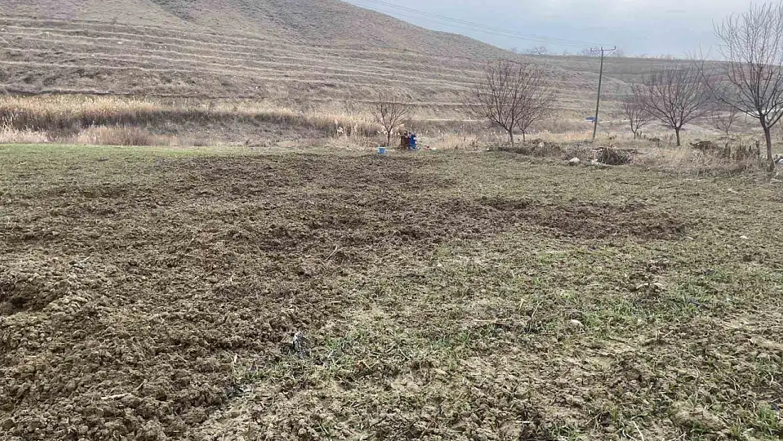 Elazığ'da Domuzlar 10 Dönümlük Ekili Arazide Zarar Verdi