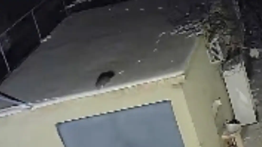 Nesli Tükenme Tehlikesi Olan Sansar Görüntülendi