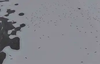 Soğuk Hava Etkisini Gösterdi: Cip Baraj Gölü Dondu